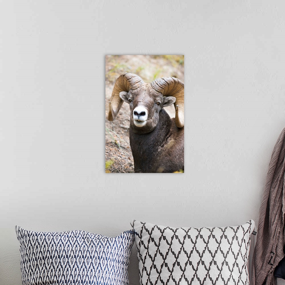 A bohemian room featuring Rocky Mountain Bighorn Sheep