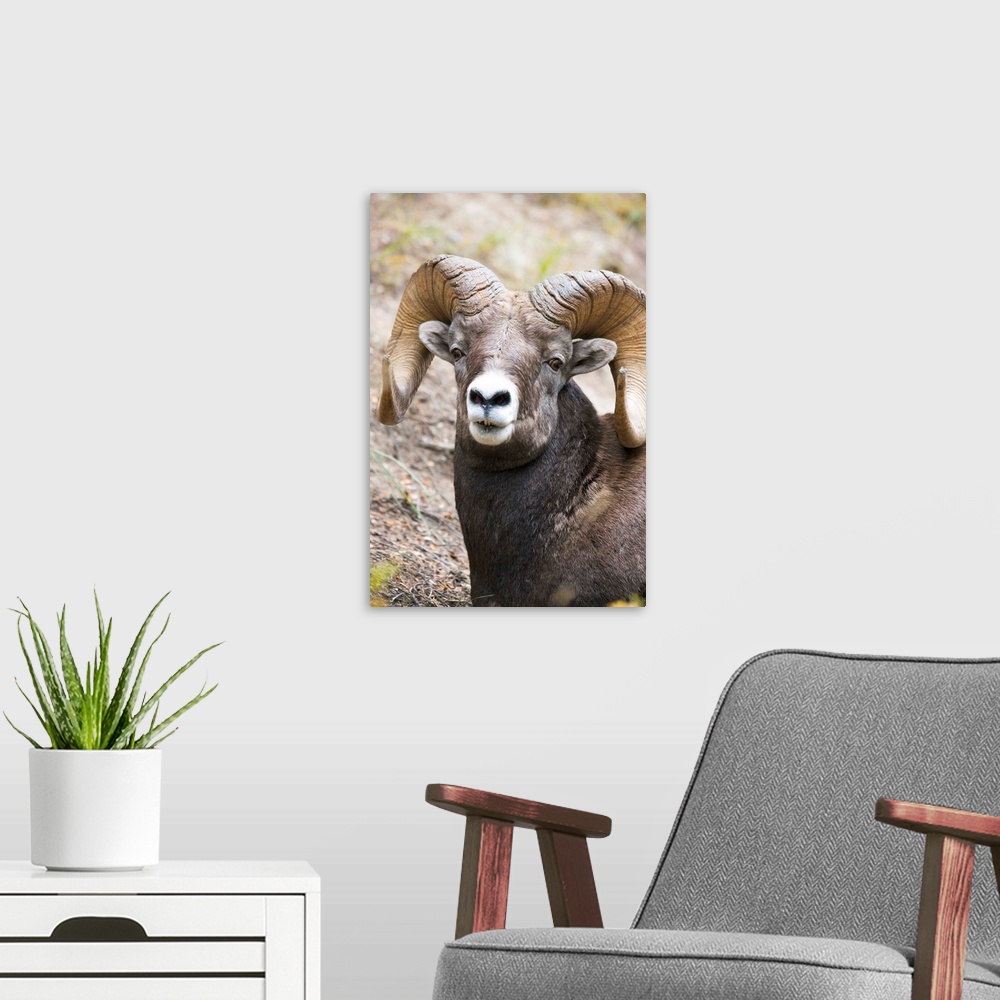A modern room featuring Rocky Mountain Bighorn Sheep