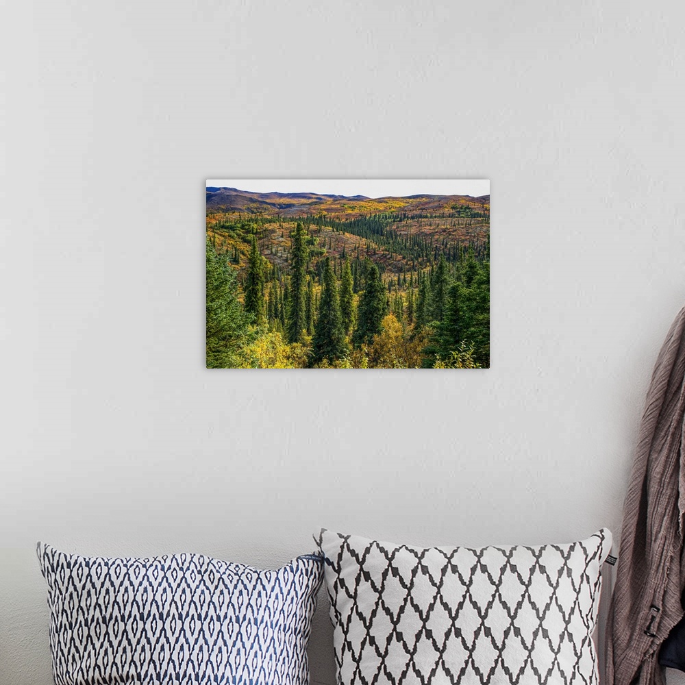 A bohemian room featuring Rolling hillsides of autumn tundra where moose can be found roaming, Denali National Park and Pre...