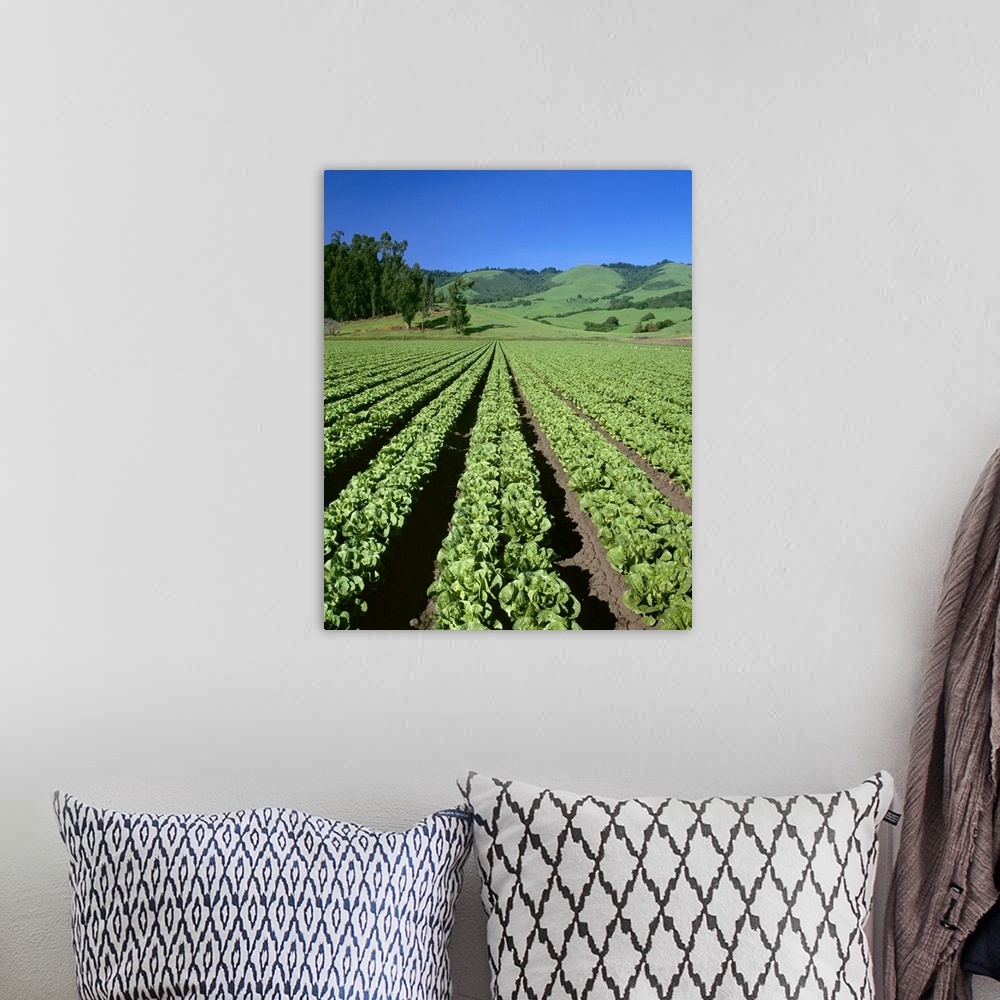 A bohemian room featuring Romaine lettuce field, Salinas Valley, California