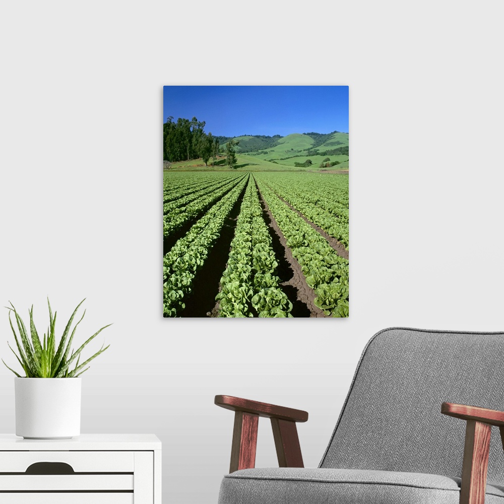 A modern room featuring Romaine lettuce field, Salinas Valley, California