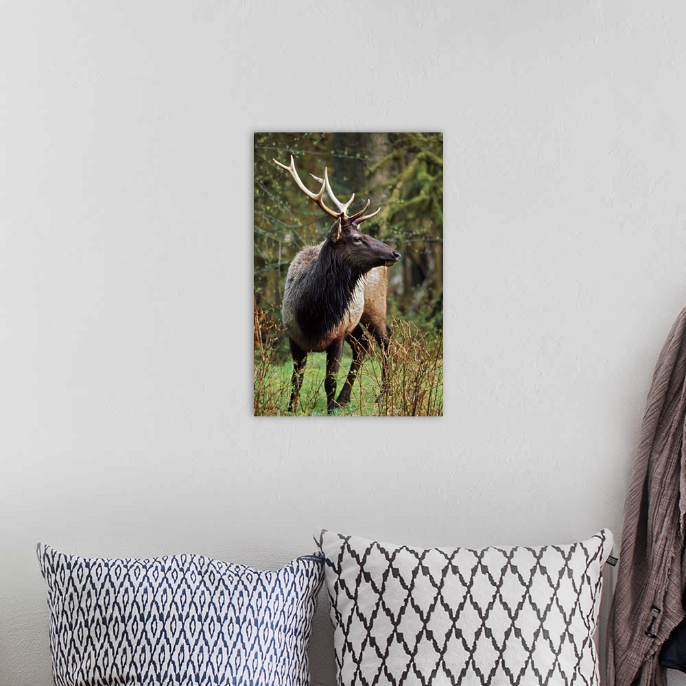 A bohemian room featuring Roosevelt Elk (Cervus Canadensis Roosevelti); Olympic National Park, Washington
