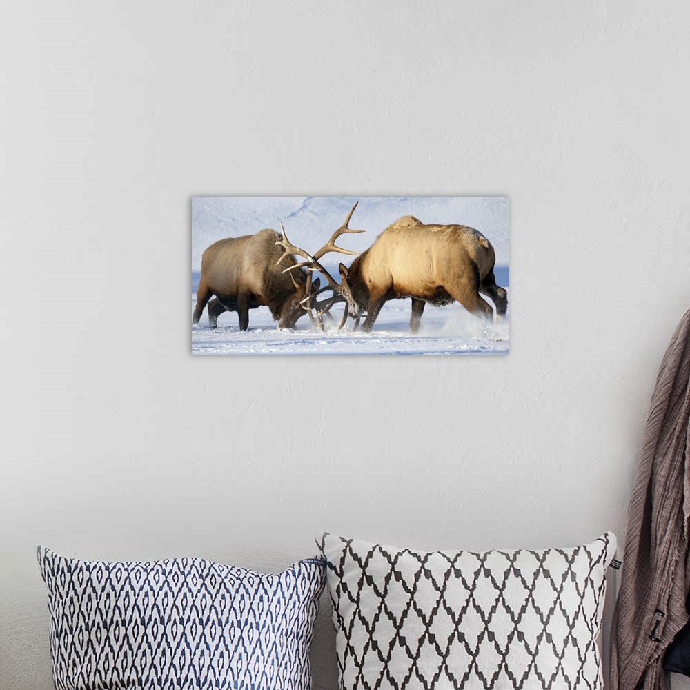 A bohemian room featuring Roosevelt elk fight during rut season, Alaska Wildlife Conservation Center