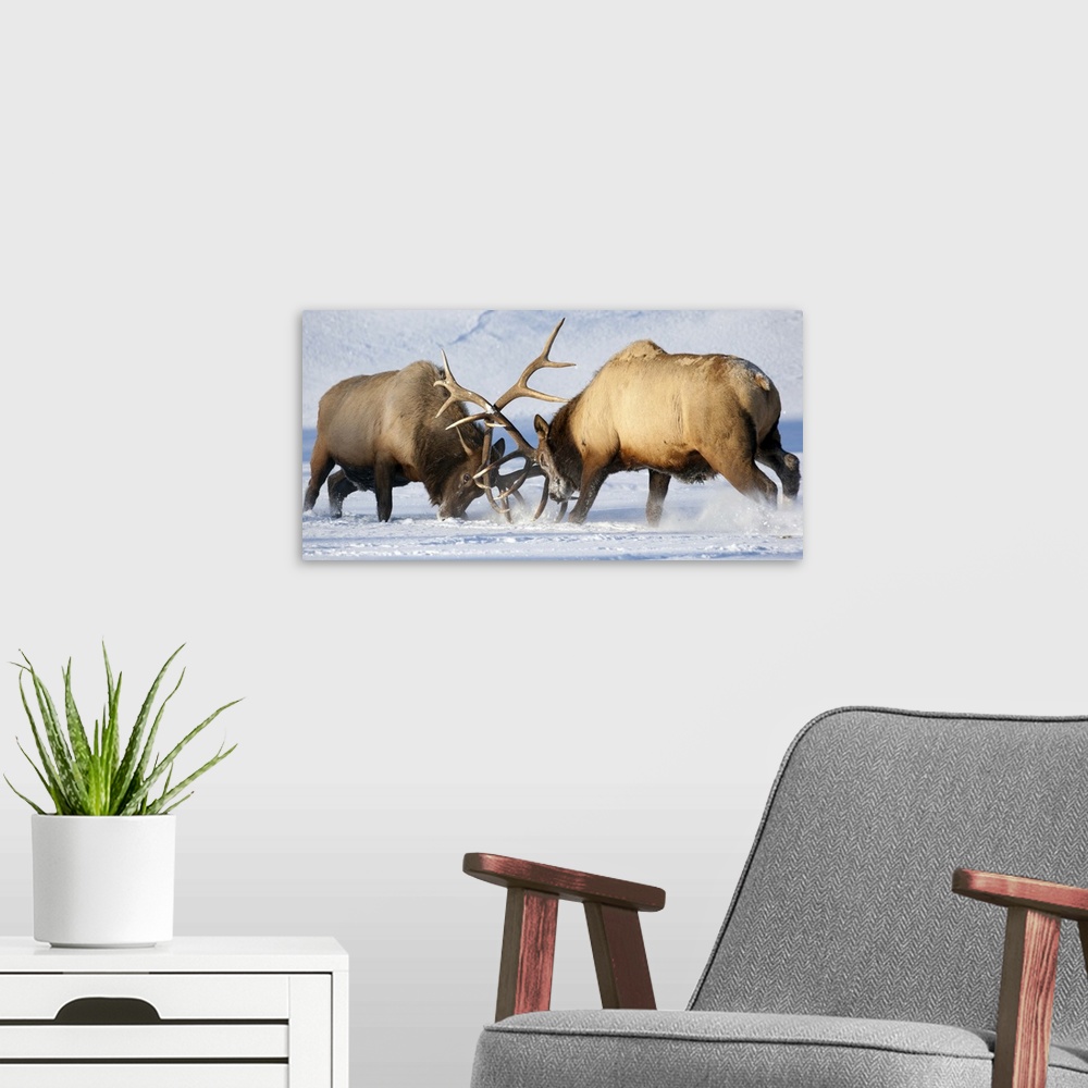 A modern room featuring Roosevelt elk fight during rut season, Alaska Wildlife Conservation Center