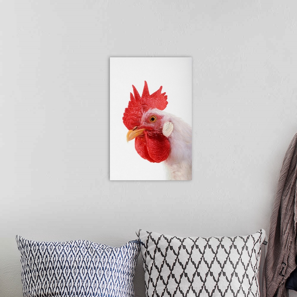 A bohemian room featuring Rooster