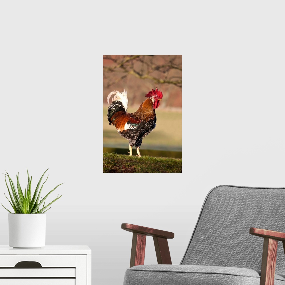 A modern room featuring Rooster, Northumberland, England