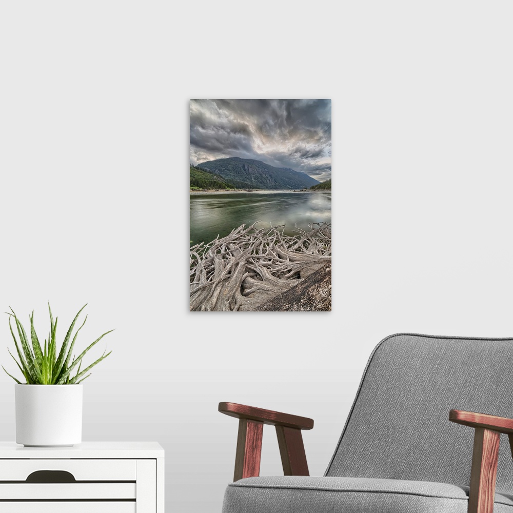 A modern room featuring Roots from an old stump along the shores of Buttle Lake, Strathcona Provincial Park, Canada