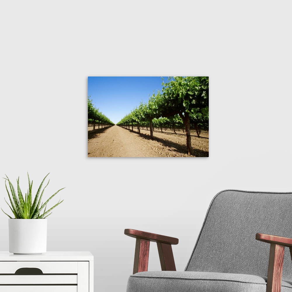 A modern room featuring Rows in a table grape vineyard showing Spring foliage growth