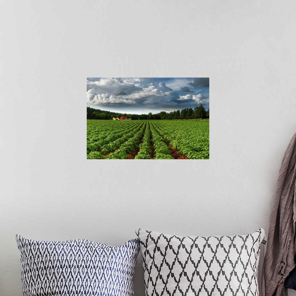 A bohemian room featuring Rows Of Crops In A Potato Field, Prince Edward Island, Canada