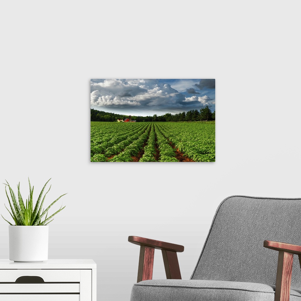 A modern room featuring Rows Of Crops In A Potato Field, Prince Edward Island, Canada