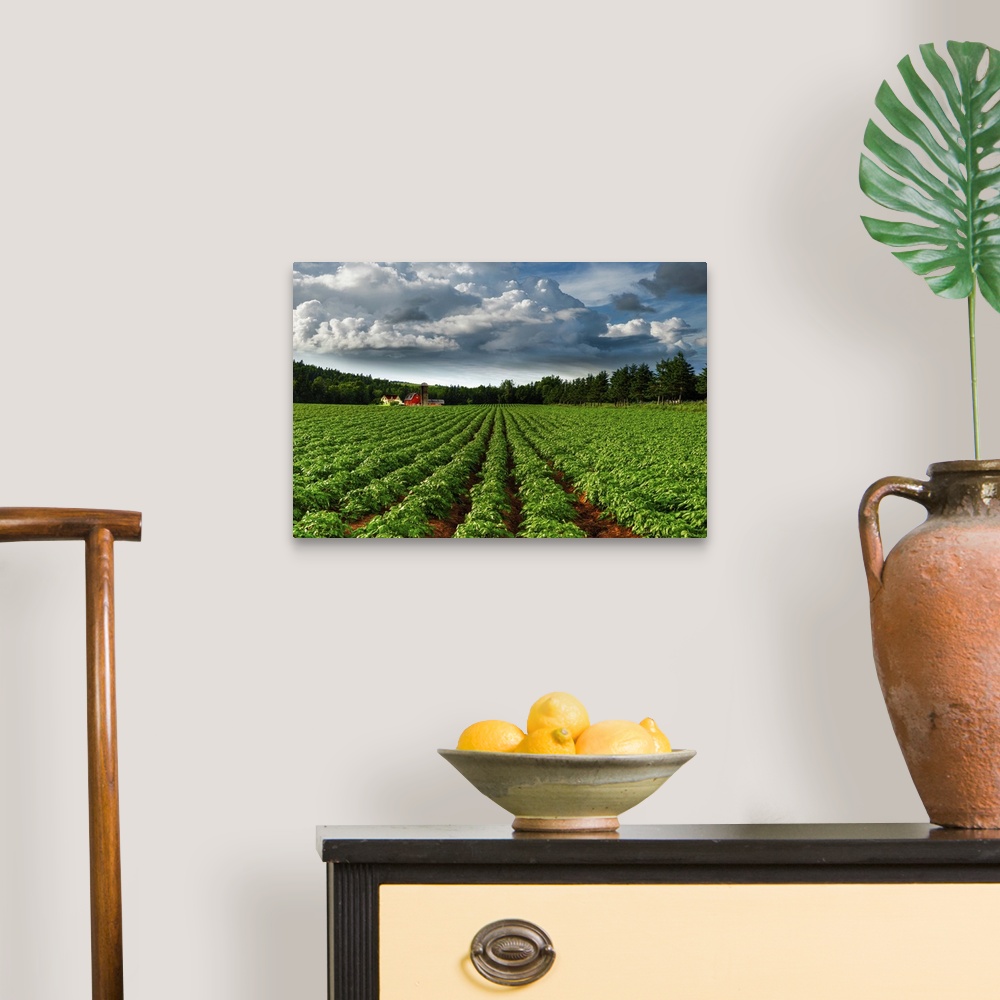 A traditional room featuring Rows Of Crops In A Potato Field, Prince Edward Island, Canada