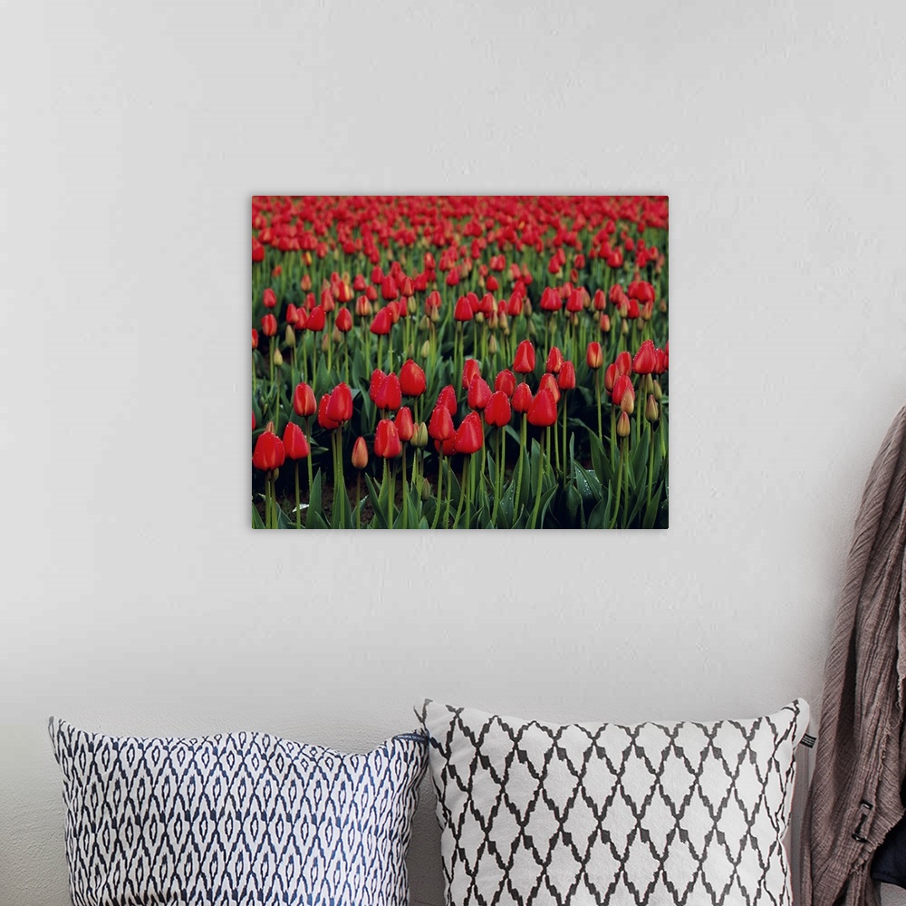 A bohemian room featuring Rows of vibrant red tulips at a commercial flower farm