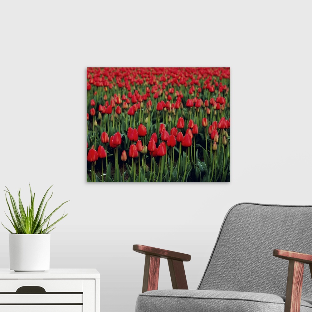 A modern room featuring Rows of vibrant red tulips at a commercial flower farm
