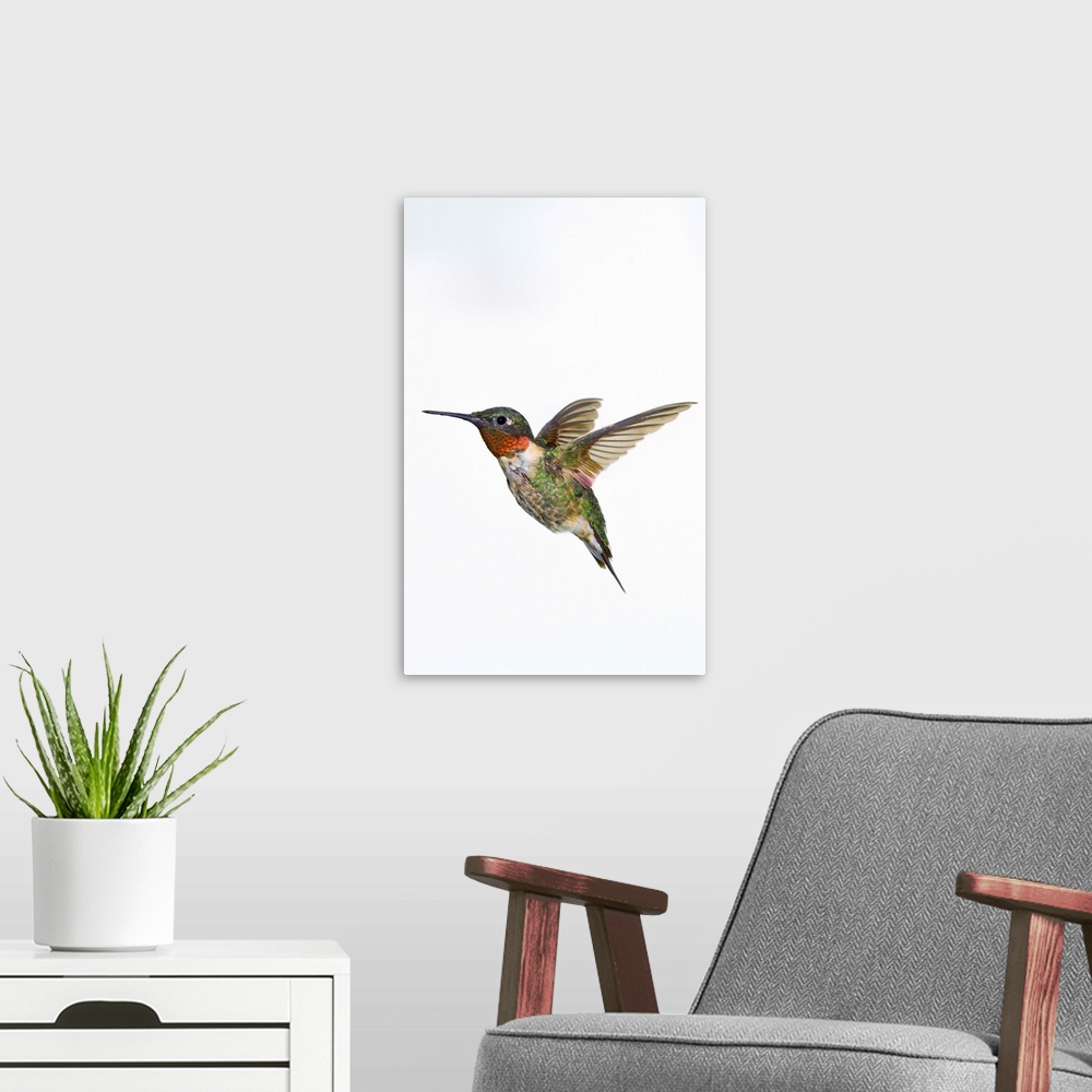 A modern room featuring Ruby-Throated Hummingbird