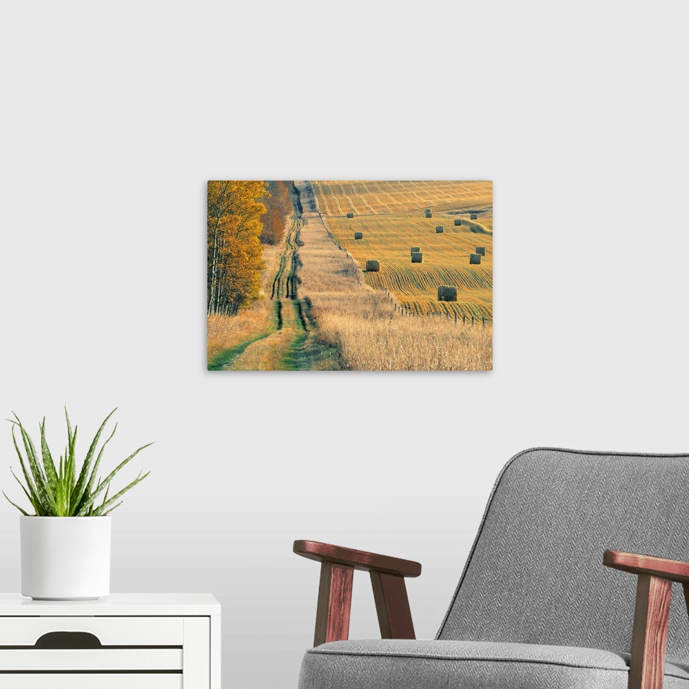 A modern room featuring Rural Road And Hay Field, Fall Harvest Near Cremona, Alberta, Canada