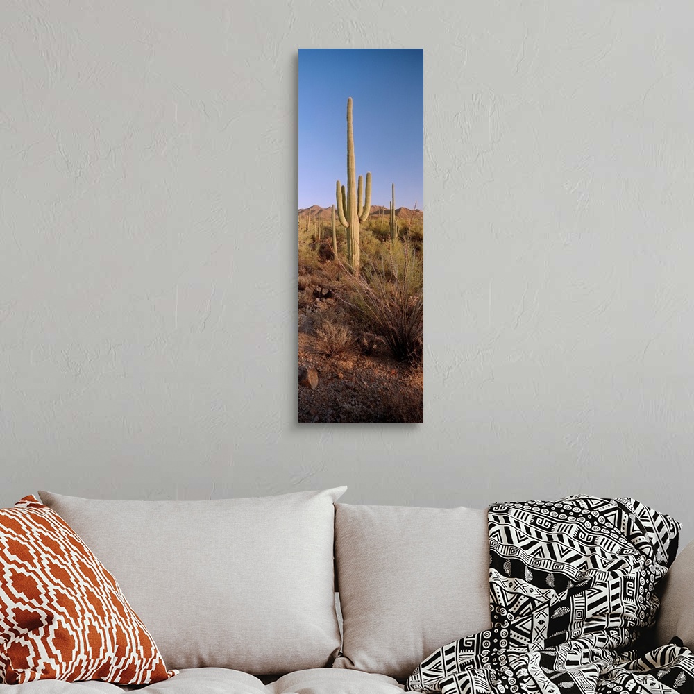 A bohemian room featuring Saguaro National Park, Arizona, USA