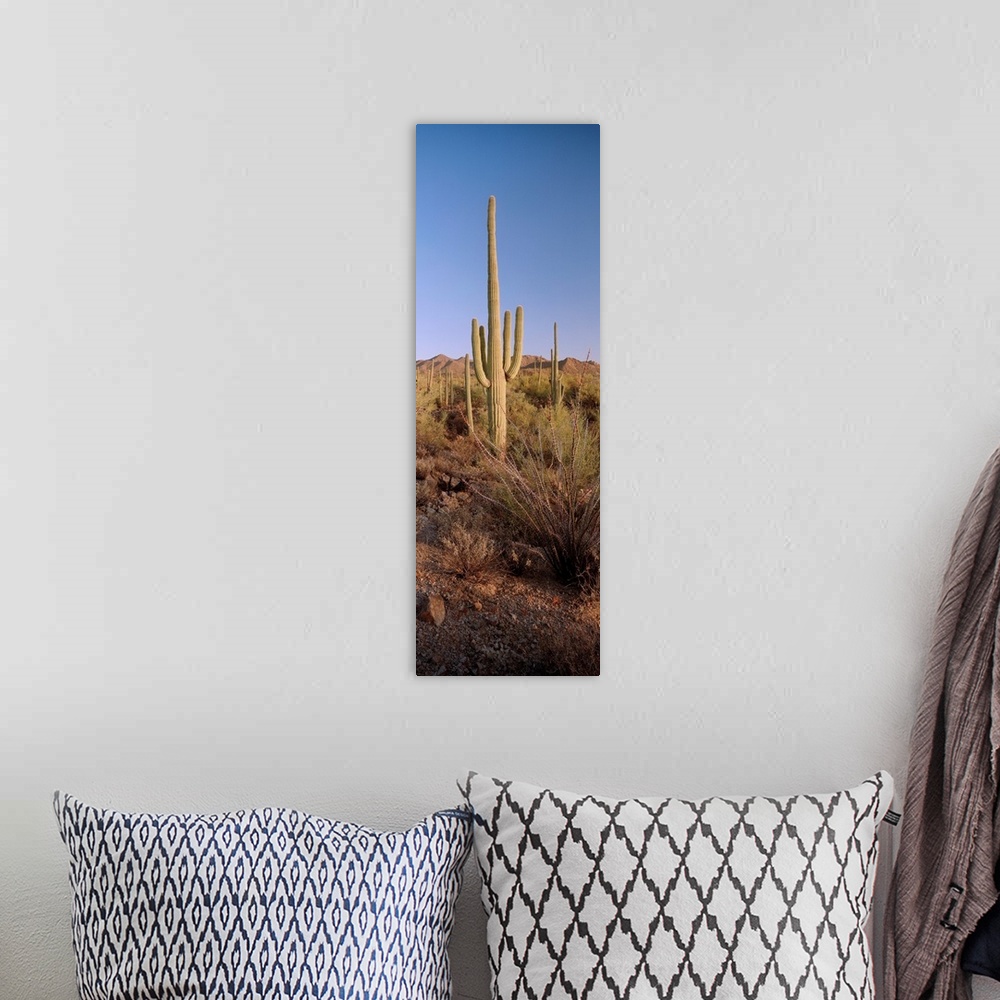 A bohemian room featuring Saguaro National Park, Arizona, USA