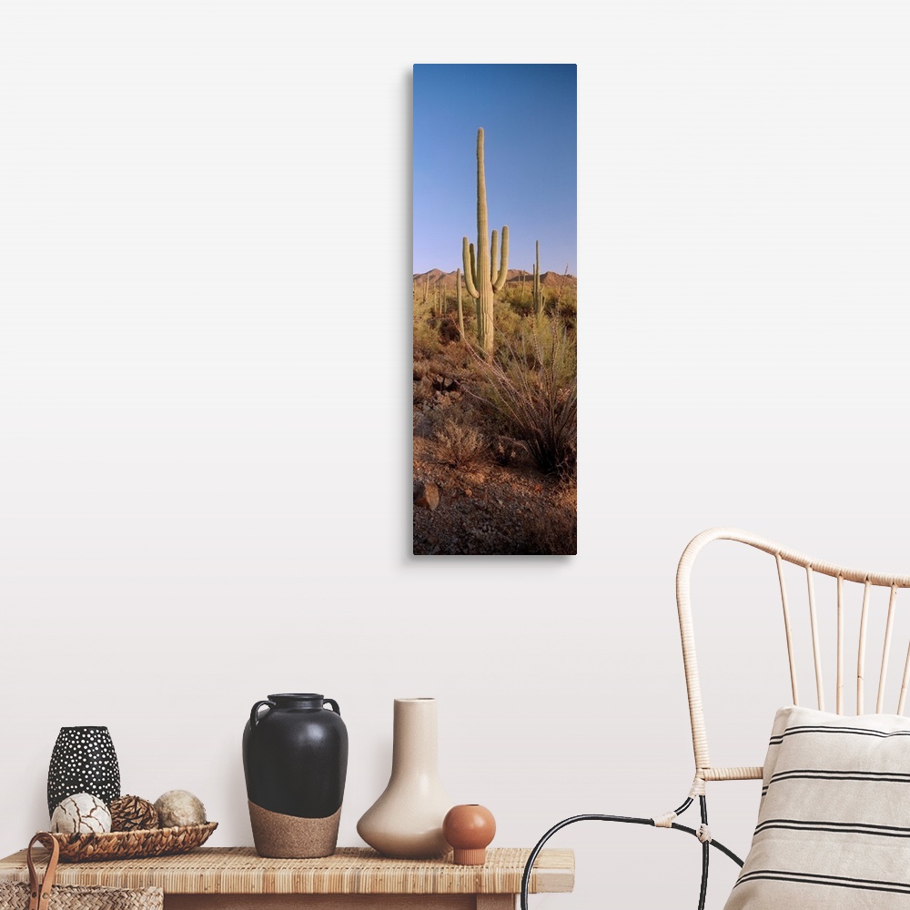 A farmhouse room featuring Saguaro National Park, Arizona, USA