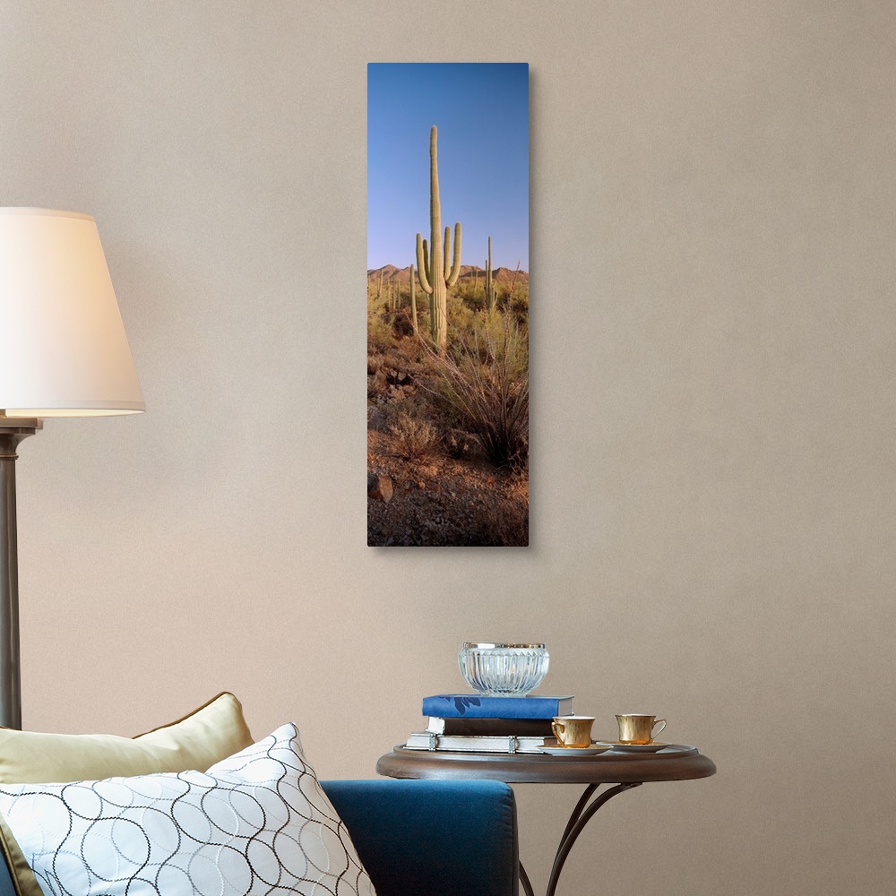 A traditional room featuring Saguaro National Park, Arizona, USA