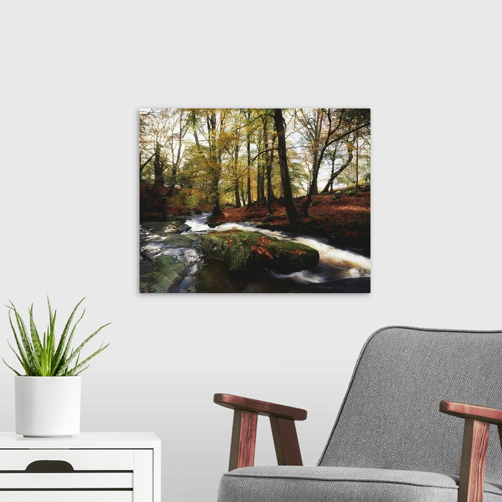 A modern room featuring Sally Gap, County Wicklow, Ireland, Creek In Woods In Autumn