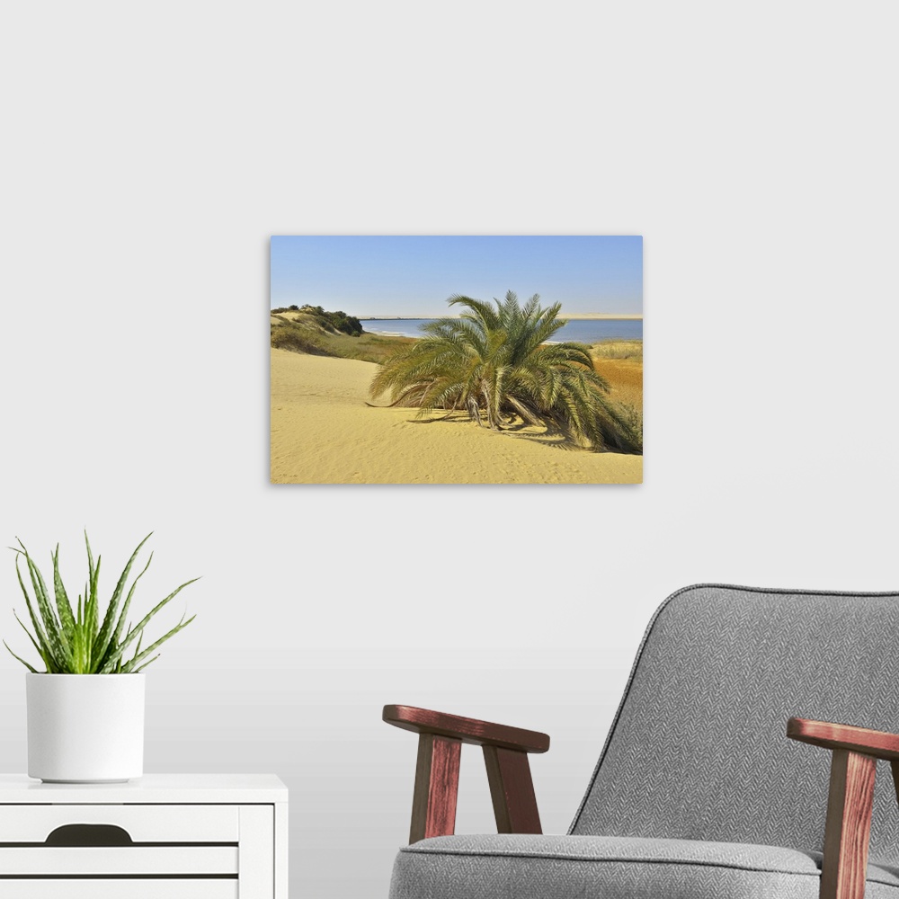 A modern room featuring Salt Lake and Date Palm in Desert, Matruh Governorate, Libyan Desert, Sahara Desert, Egypt, Africa