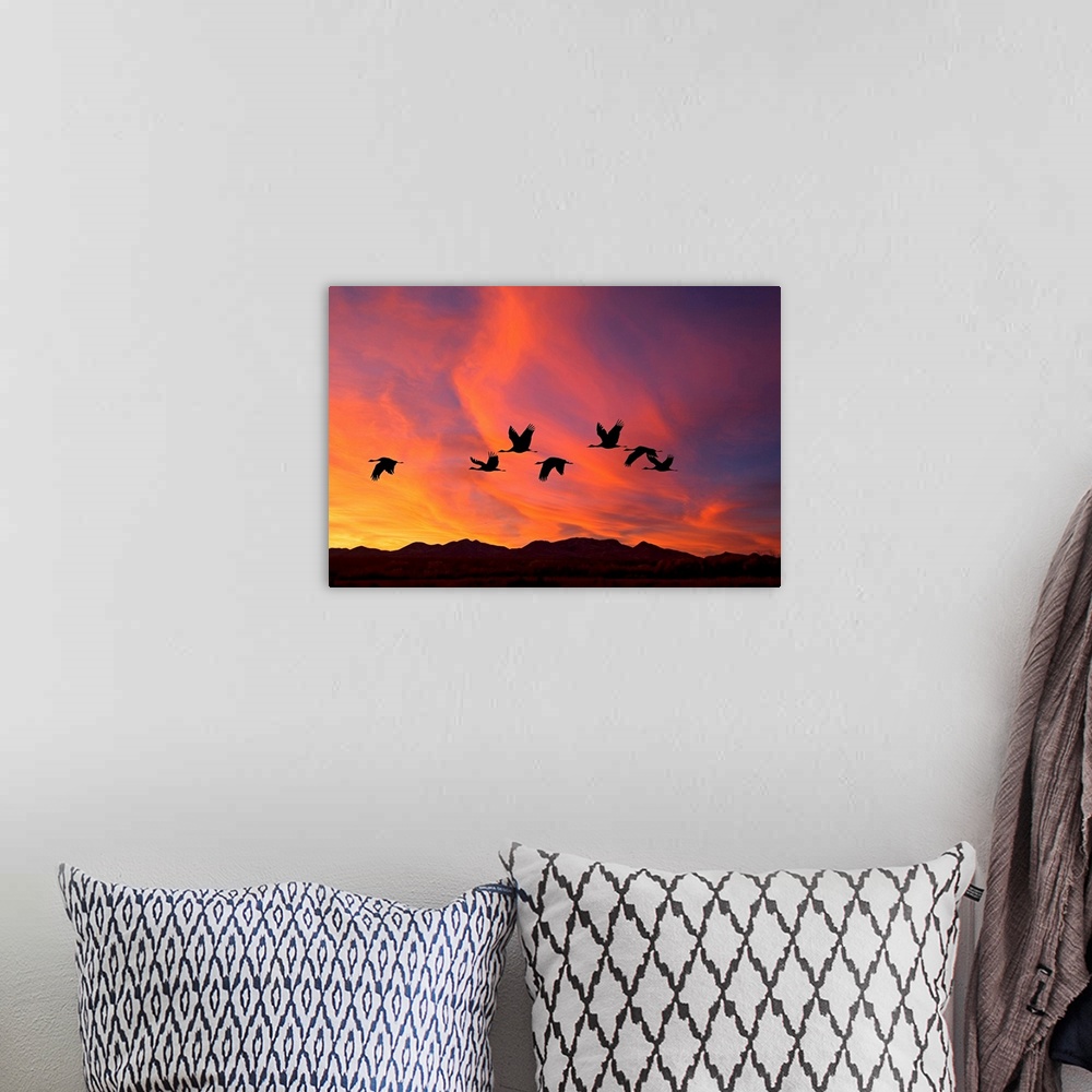 A bohemian room featuring Shilhouetted flock of sandhill cranes flying in the fire-like sunset sky.