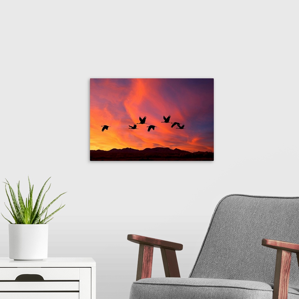 A modern room featuring Shilhouetted flock of sandhill cranes flying in the fire-like sunset sky.