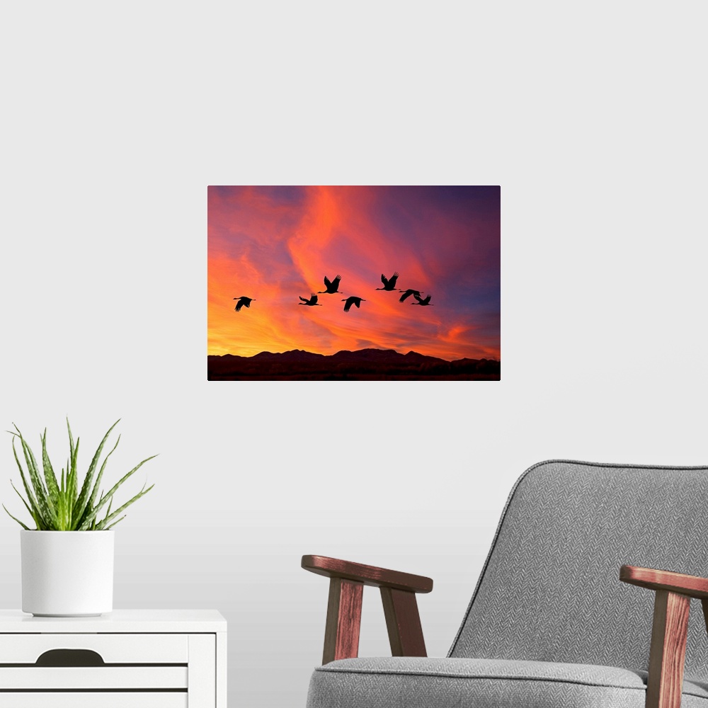 A modern room featuring Shilhouetted flock of sandhill cranes flying in the fire-like sunset sky.
