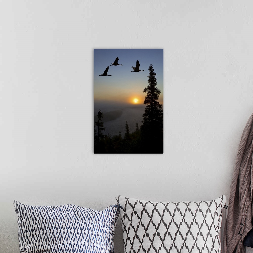 A bohemian room featuring Sandhill Cranes take flight at sunrise from their roosting area on top of a ridge to their feedin...