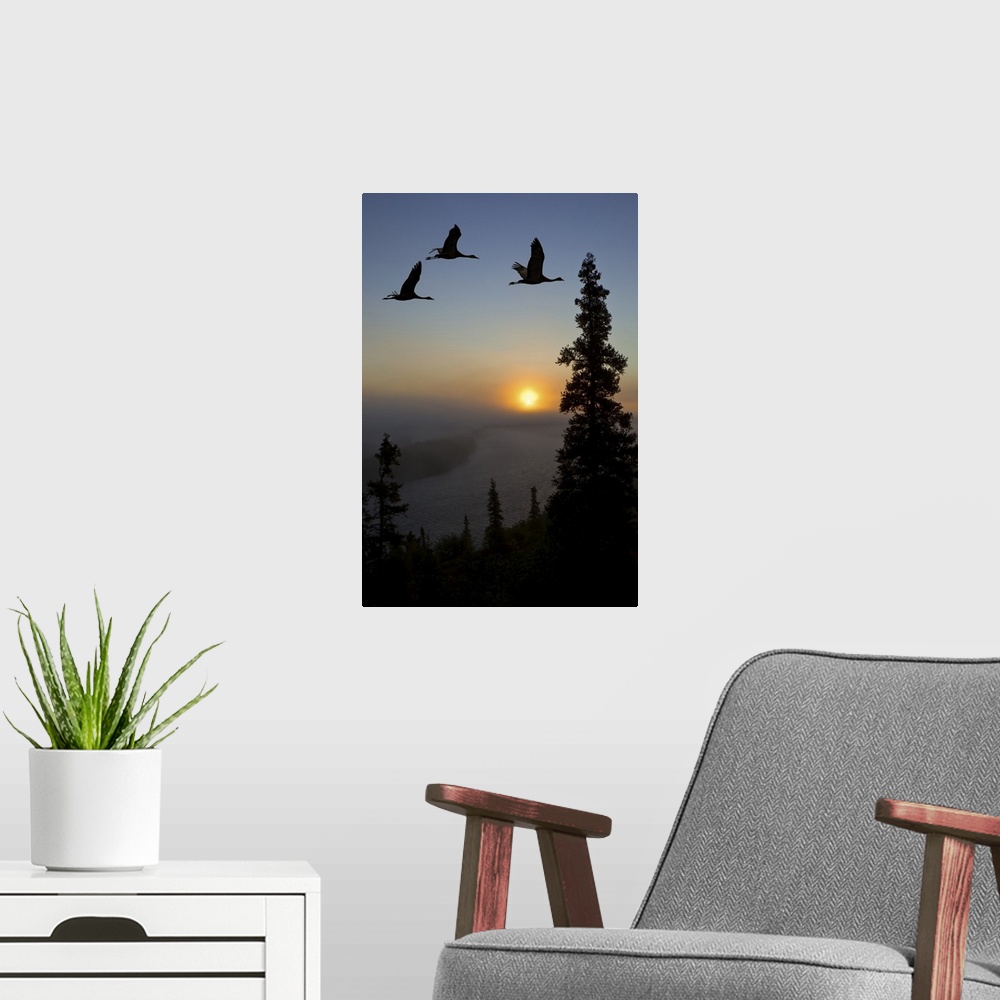 A modern room featuring Sandhill Cranes take flight at sunrise from their roosting area on top of a ridge to their feedin...