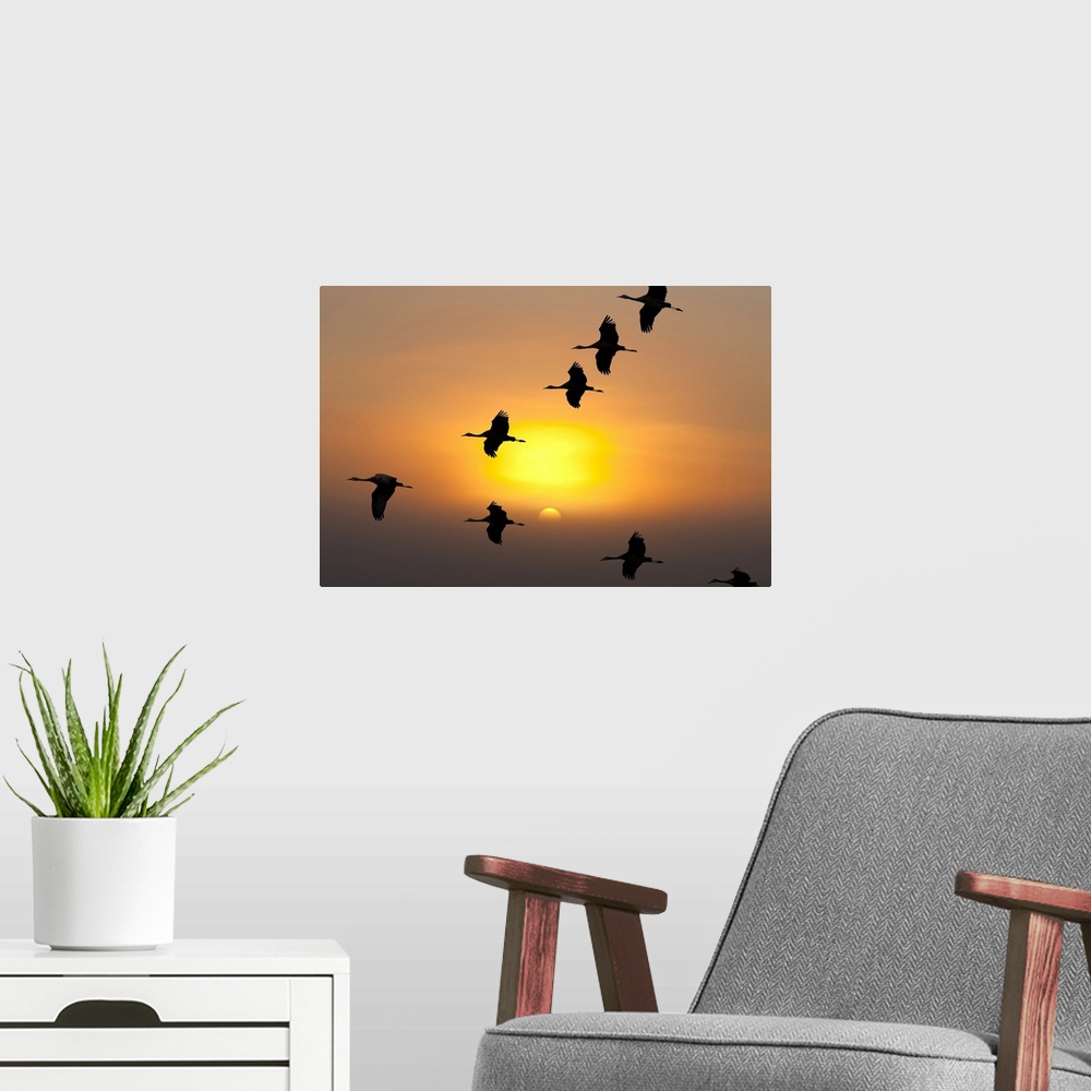 A modern room featuring Sandhill Cranes take flight at sunrise from their roosting area on top of a ridge to their feedin...