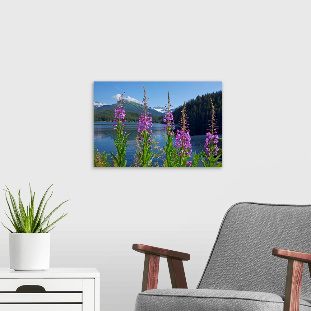 A modern room featuring Fireweed blooms along the shoreline of Auke Lake on a summer day, Auke Lake, Juneau, Alaska, Mend...