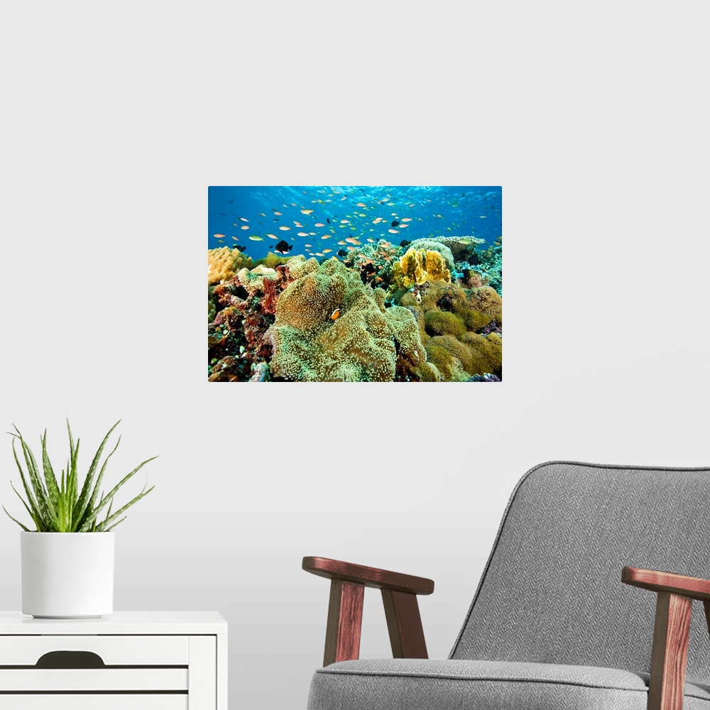 A modern room featuring School Of Fish