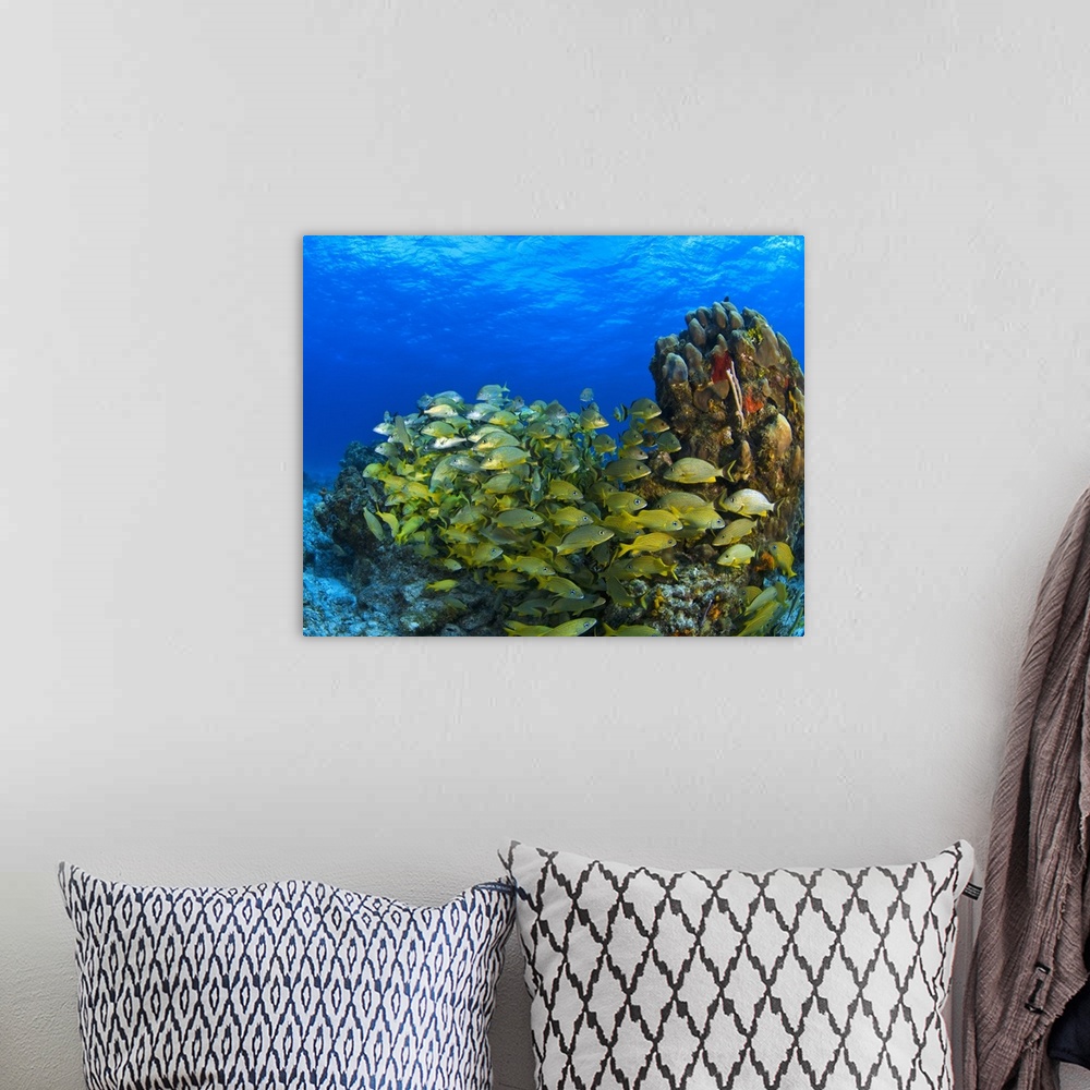 A bohemian room featuring Schooling Fish On Coral Reef, Cozumel, Mexico