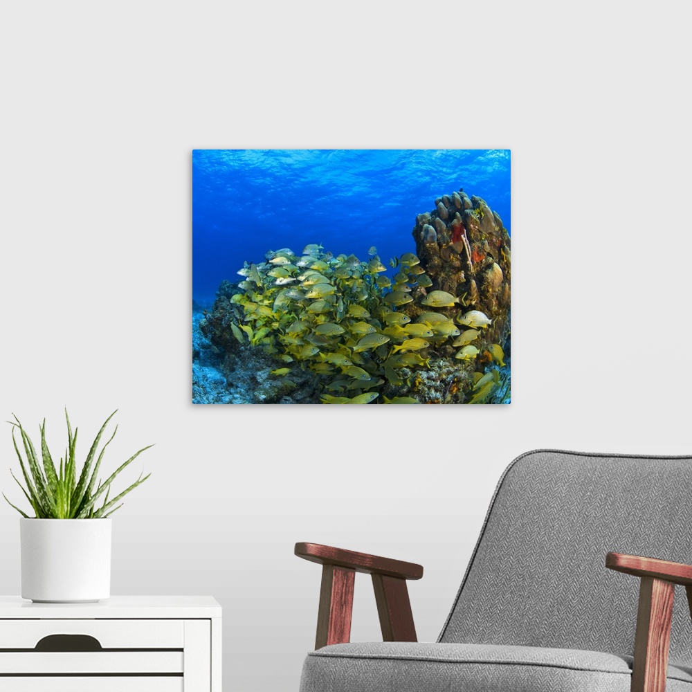 A modern room featuring Schooling Fish On Coral Reef, Cozumel, Mexico