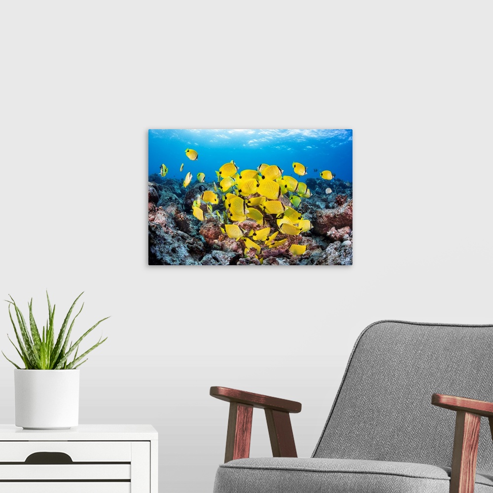 A modern room featuring Schooling Milletseed butterflyfish (Chaetodon miliaris), endemic to Hawaii; Hawaii, United States...