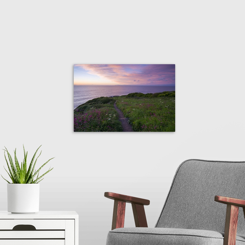 A modern room featuring Sea Campion in flower on Rillage Point on the North Devon Heritage Coast at dusk.