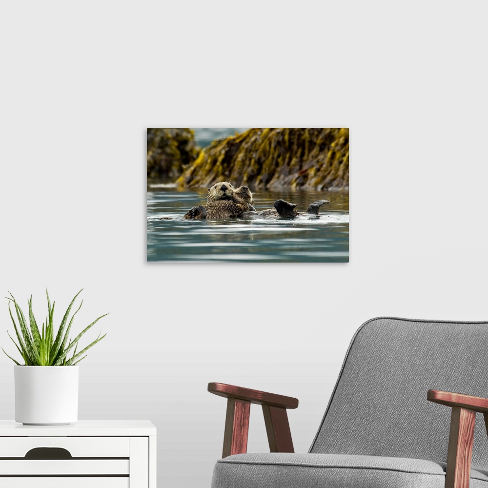 A modern room featuring Sea Otter floating with pup in Orca Inlet, off Prince William Sound near Cordova, Southcentral Al...