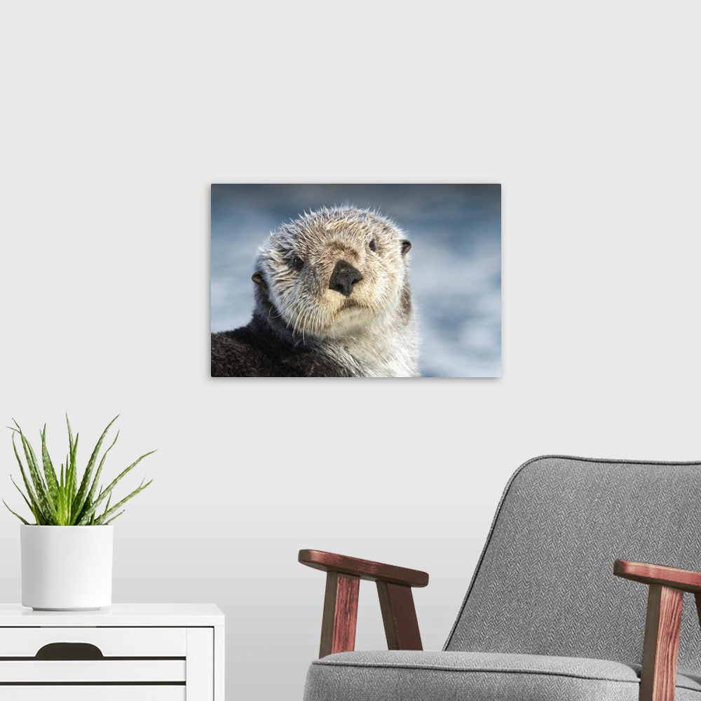 A modern room featuring Sea Otter in Whittier, Alaska