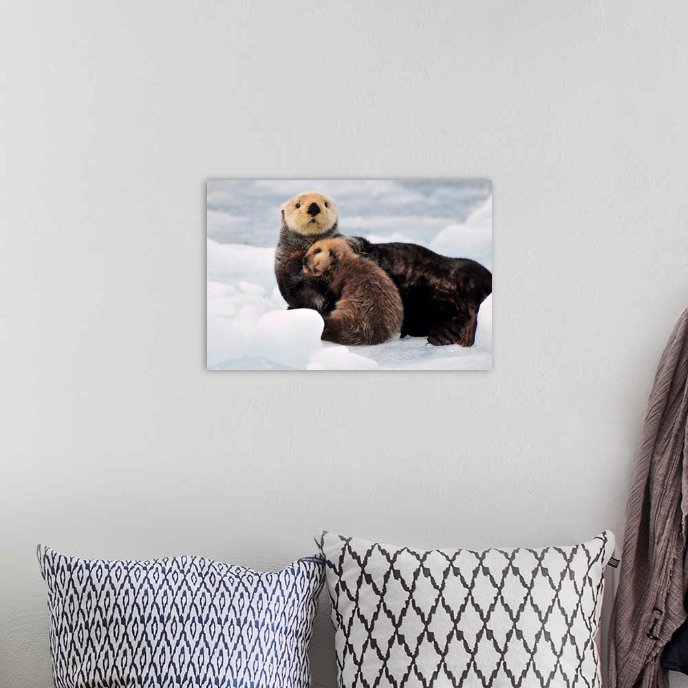 A bohemian room featuring Sea Otter mother and pup rest on an ice floe at Harvard Glacier in Prince William Sound