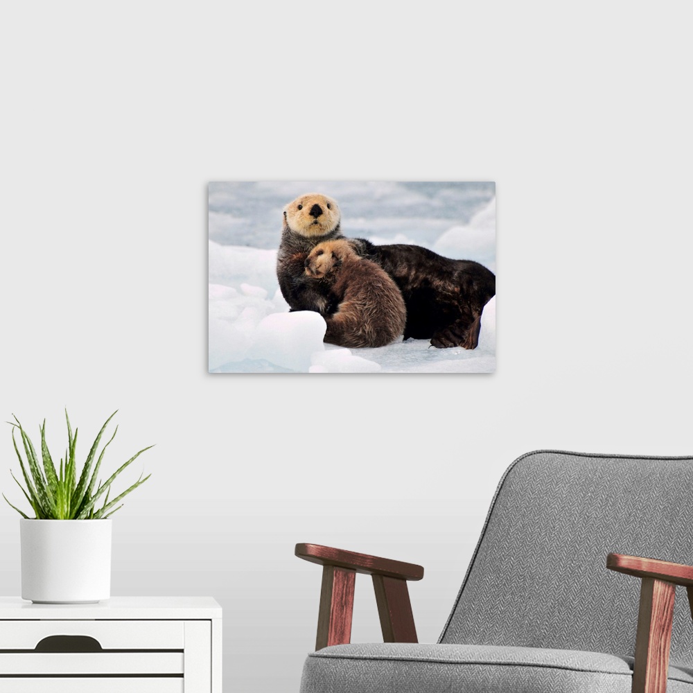 A modern room featuring Sea Otter mother and pup rest on an ice floe at Harvard Glacier in Prince William Sound