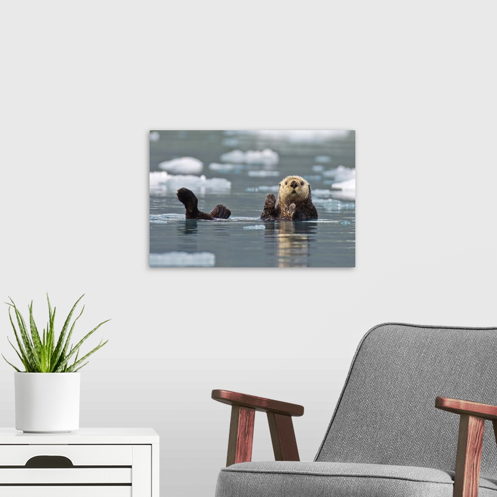 A modern room featuring Sea Otter Swims On Its Back, Prince William Sound, Alaska