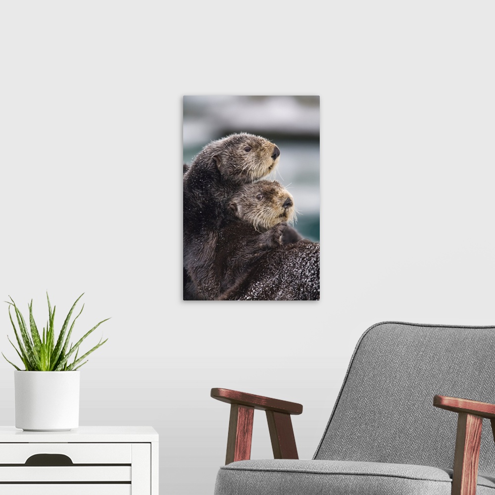 A modern room featuring Close Up View Of Sea Otters Huddled Together, Prince William Sound, Southcentral Alaska, Winter
