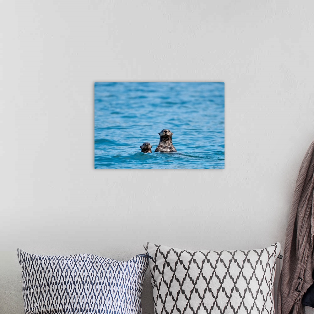 A bohemian room featuring Sea otters swimming in the waters of Bristol Bay during Summer in Southwest, Alaska