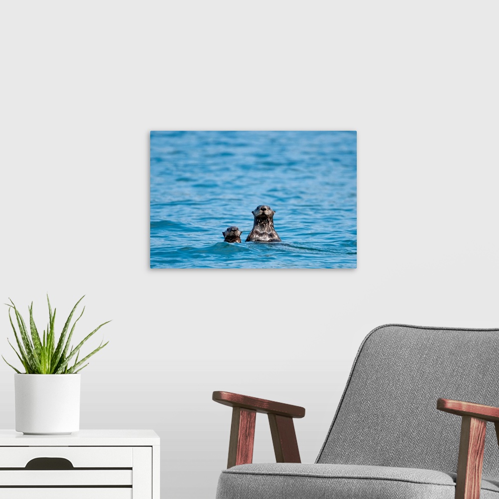 A modern room featuring Sea otters swimming in the waters of Bristol Bay during Summer in Southwest, Alaska