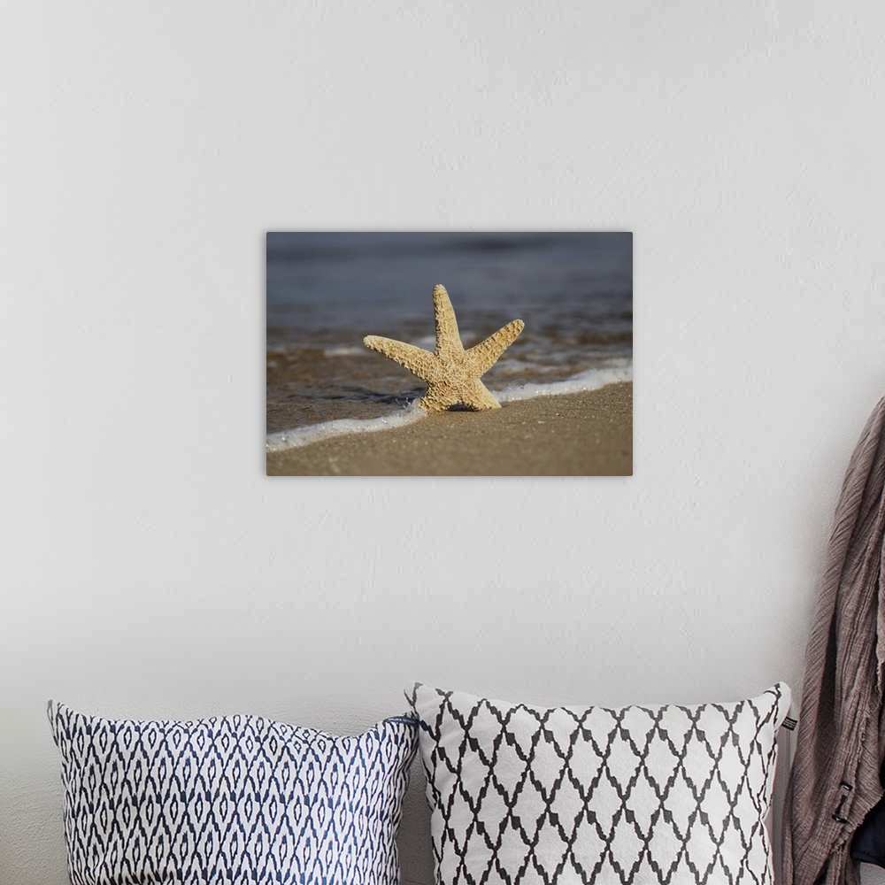 A bohemian room featuring Sea star on beach, Maui, Hawaii, united states of America.
