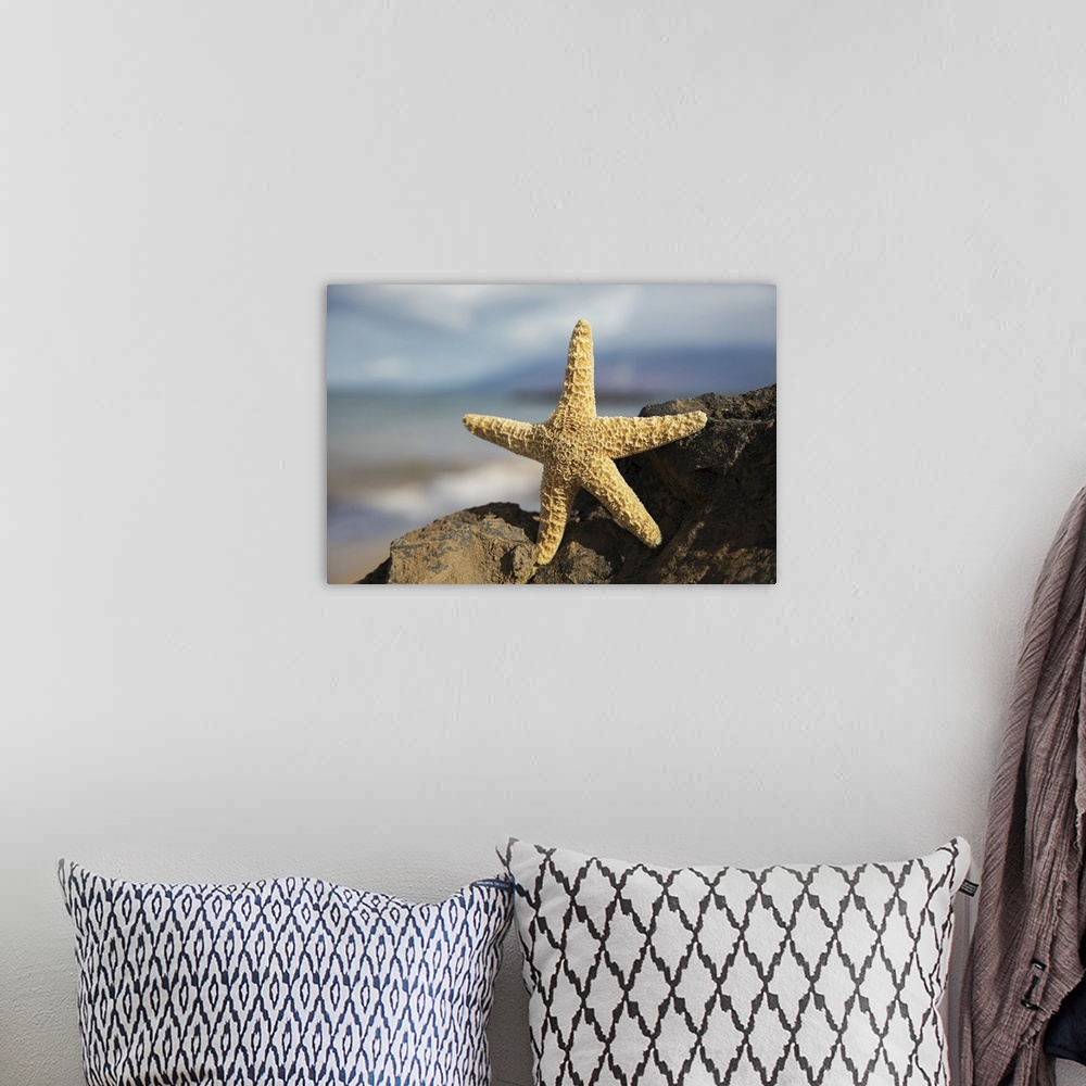 A bohemian room featuring Sea star on lava rock with ocean, Maui, Hawaii, united states of America.