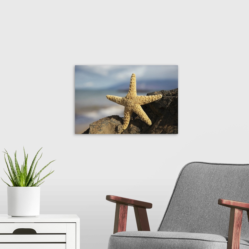 A modern room featuring Sea star on lava rock with ocean, Maui, Hawaii, united states of America.