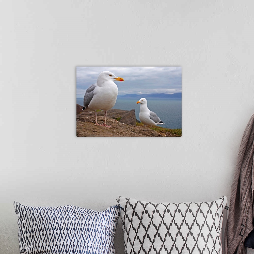 A bohemian room featuring Seagulls On Slea Head On The Dingle Peninsula; County Kerry, Ireland