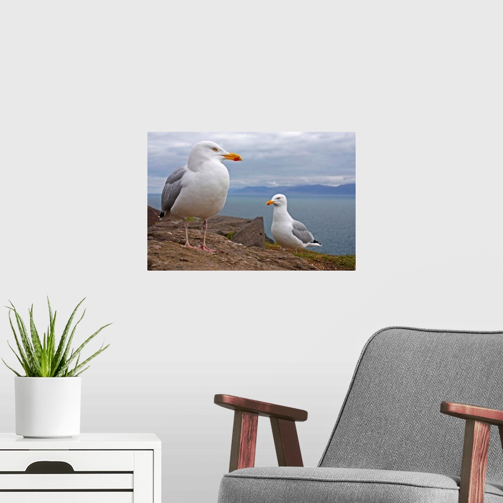 A modern room featuring Seagulls On Slea Head On The Dingle Peninsula; County Kerry, Ireland